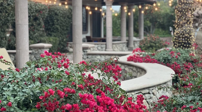 Bougainvillea blooms along the estate walls